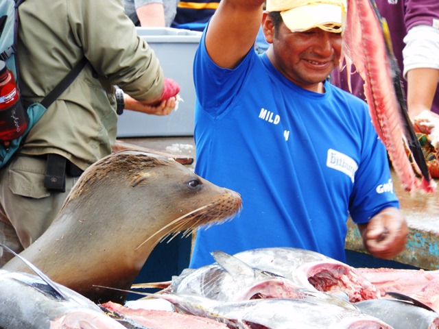 In the Galapagos even the sea-lions get to man their own fish stall