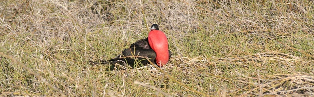 A Frigate bird doing his best to attract a mate