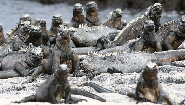 Marine iguanas. Who needs a guard dog with this lot around?