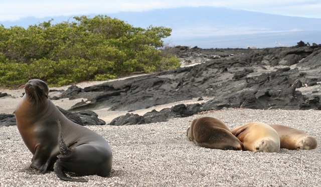 Sea lions doing what they do best: chilling out